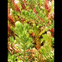 Sedum rupestre (fam Crassulacees) (Europe) (2)